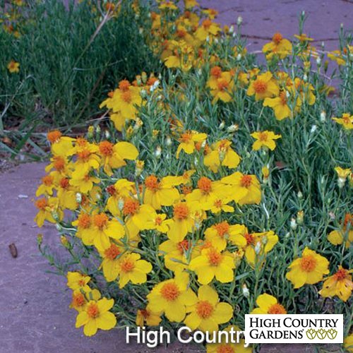 Rocky Mountains zinnia 